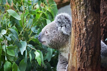Koala im Baum