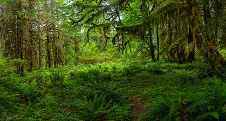 Green colors of the Washington rain forest