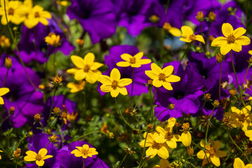 Goldener Zweizahn und Zauberglöckchen - sommerliche Blütenlandschaft