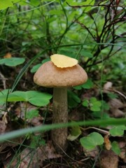 Beautiful birch mushroom on a gray leg with a brown cap in the forest on a background of moss, grass and leaves. Natural Wallpaper.Autumn forest harvest.brown cap boletus