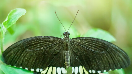 butterfly on green leaf