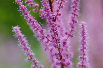 close up of lavender flower