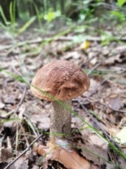 Beautiful birch mushroom on a gray leg with a brown cap in the forest on a background of moss, grass and leaves. Natural Wallpaper.Autumn forest harvest.brown cap boletus