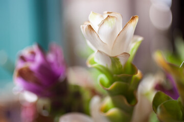 Closeup white siam tulip flower (Krachiew flowers). Selective focus and blurred background.