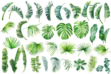 Badkamer foto achterwand Tropische bladeren Tropische palmbladeren ingesteld op witte achtergrond. Met de hand geschilderd met waterverf, zomer clipart