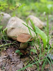 Beautiful birch mushroom on a gray leg with a brown cap in the forest on a background of moss, grass and leaves. Natural Wallpaper.Autumn forest harvest.brown cap boletus