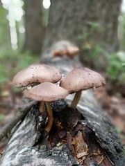 a group of beautiful poisonous mushrooms on curved legs on a fallen tree in the forest on a blurred background of trees and bushes. Natural Wallpaper