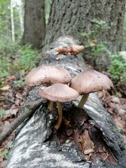 a group of beautiful poisonous mushrooms on curved legs on a fallen tree in the forest on a blurred background of trees and bushes. Natural Wallpaper