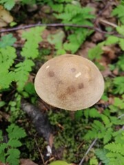 Beautiful birch mushroom on a gray leg with a brown cap in the forest on a background of moss, grass and leaves. Natural Wallpaper.Autumn forest harvest.brown cap boletus