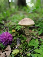 A beautiful birch mushroom on a grey stem with a brown cap in the forest next to a flower on a background of moss, grass and leaves. Natural Wallpaper.Autumn forest harvest.birch mushroom or brown cap