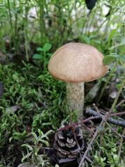 Beautiful birch mushroom on a gray leg with a brown cap in the forest on a background of moss, grass and leaves. Natural Wallpaper.Autumn forest harvest.brown cap boletus