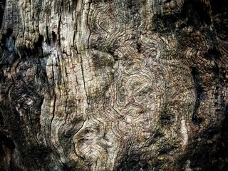 tree bark texture
