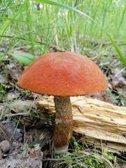 aspen mushrooms with bright orange caps in the forest against the background of moss and trees. orange-cap boletus. Beautiful Natural Wallpaper