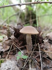 Beautiful birch mushroom on a gray leg with a brown cap in the forest on a background of moss, grass and leaves. Natural Wallpaper.Autumn forest harvest.brown cap boletus