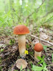 aspen mushrooms with bright orange caps in the forest against the background of moss and trees. orange-cap boletus. Beautiful Natural Wallpaper