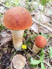 aspen mushrooms with bright orange caps in the forest against the background of moss and trees. orange-cap boletus. Beautiful Natural Wallpaper