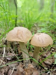 Beautiful birch mushroom on a gray leg with a brown cap in the forest on a background of moss, grass and leaves. Natural Wallpaper.Autumn forest harvest.brown cap boletus