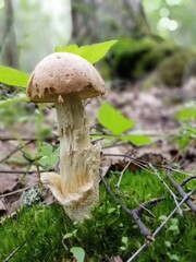Beautiful birch mushroom on a gray leg with a brown cap in the forest on a background of moss, grass and leaves. Natural Wallpaper.Autumn forest harvest.brown cap boletus