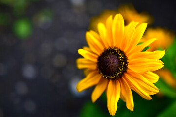 Large yellow sunflower flowers in summer in the greenery
