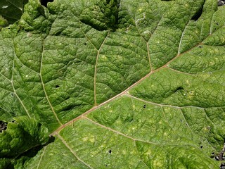 green leaf texture