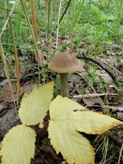 Beautiful birch mushroom on a gray leg with a brown cap in the forest on a background of moss, grass and leaves. Natural Wallpaper.Autumn forest harvest.brown cap boletus