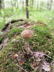 Beautiful birch mushroom on a gray leg with a brown cap in the forest on a background of moss, grass and leaves. Natural Wallpaper.Autumn forest harvest.brown cap boletus