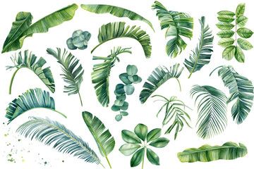 Fototapeta na wymiar Set Tropical leaves set on white background. Watercolor hand-painted, jungle clipart