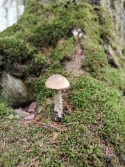 Beautiful birch mushroom on a gray leg with a brown cap in the forest on a background of moss, grass and leaves. Natural Wallpaper.Autumn forest harvest.brown cap boletus
