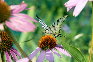 large butterfly sits on a flower that grows in the garden