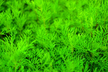 Naklejka na ściany i meble Green grass cosmea close up in the summer garden