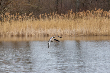 Two great geese fly side by side over the surface of the pond. One goose has an open beak.