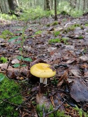 small  russule yellow mushroom in the forest in green moss and brown fallen leaves. Nature Wallpaper