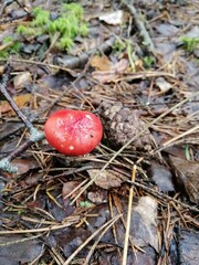 small  russule red mushrooms in the forest in green moss and brown fallen leaves. Nature Wallpaper