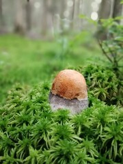 aspen mushrooms with bright orange caps in the forest against the background of moss and trees. orange-cap boletus. Beautiful Natural Wallpaper