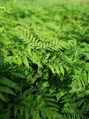 carved foliage of forest Fern close up.nature wallpaper