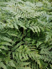 carved foliage of forest Fern close up.nature wallpaper