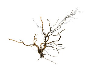 Dry part of tree root isolated on white
