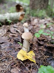 Cep mushroom or Boletus with white and brown caps in the forest against a background of moss and trees. Beautiful Natural Wallpaper
