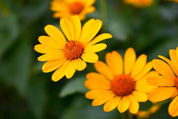 Large yellow sunflower flowers in summer in the greenery