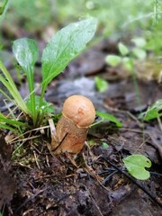 aspen mushrooms with bright orange caps in the forest against the background of moss and trees. orange-cap boletus. Beautiful Natural Wallpaper