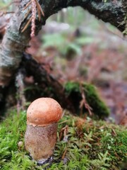 aspen mushrooms with bright orange caps in the forest against the background of moss and trees. orange-cap boletus. Beautiful Natural Wallpaper