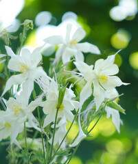 Beautiful aquilegia flowers bloom outdoors in spring for bouquets