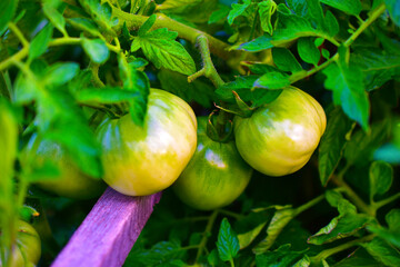 Green and unripe fruit of tomatoes on a Bush