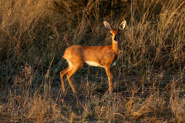 Stembok in the bush in Africa