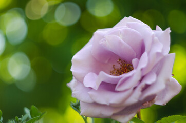 Beautiful fresh roses grow outdoors in the summer