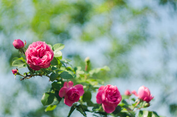 Beautiful fresh roses grow outdoors in the summer