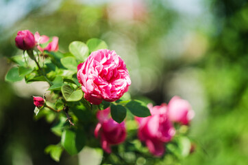 Beautiful fresh roses grow outdoors in the summer