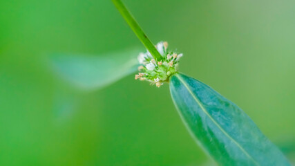 white butterfly on a green leaf