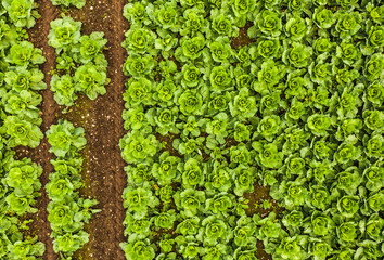 Cabage crops in rows on the field on summer day.