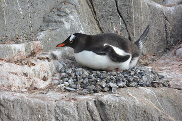 A trip around the Antarctic Peninsula, December 2019